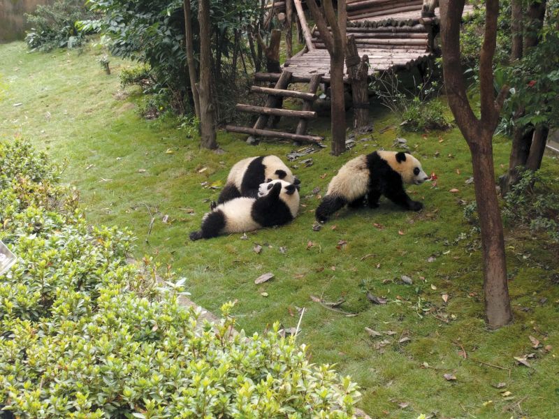 The Pandas going about their business.