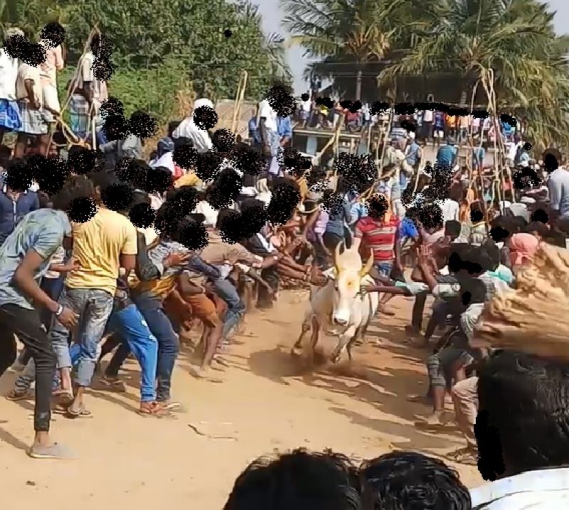 Fleeing bull whacked by mob in Periya Suriyur Jallikattu.
