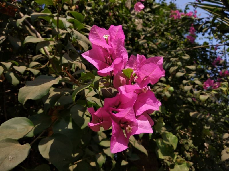 Redmi Note 5 camera samples