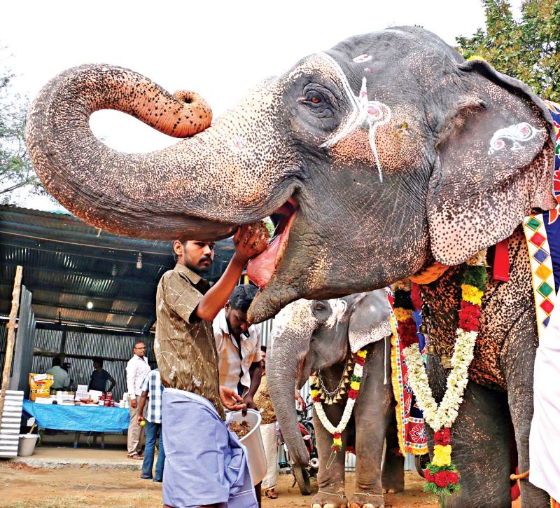 Mahout feeding an elephant at the camp. (Photo: DC)