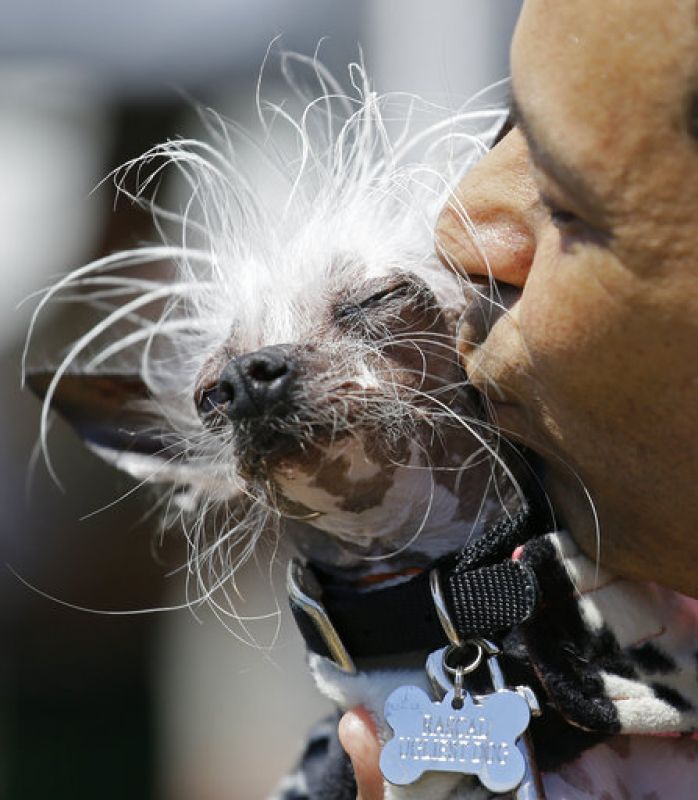 Dane Andrew of Sunnyvale, Calif., holds up his dog, Rascal, a Chinese crested, before the start of the World's Ugliest Dog Contest at the Sonoma-Marin Fair Friday, June 23, 2017, in Petaluma, Calif. (AP Photo/Eric Risberg)