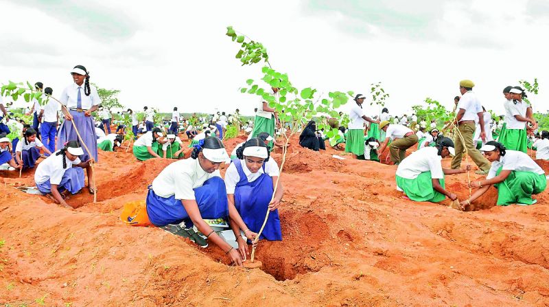 A file photo of students planting saplings.