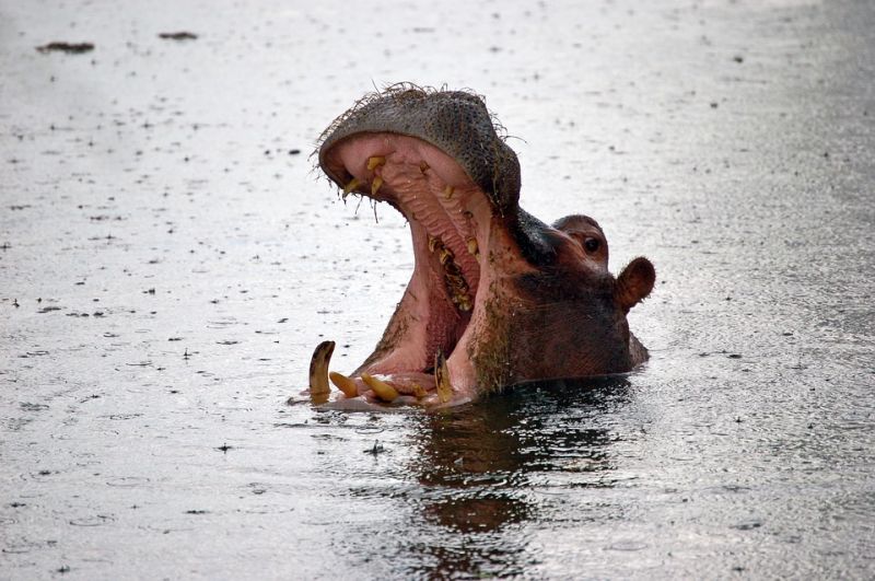 Marius was eaten up by his pet hippo whom he considered to be his son
