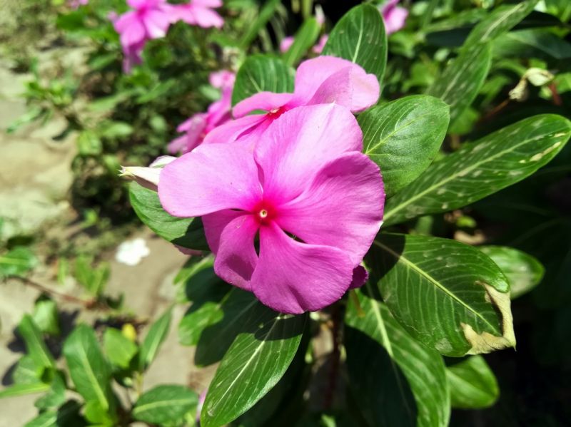 Honor 8 Lite camera samples