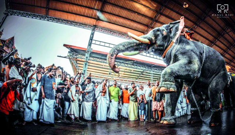 Guruvayoor Sidharthan bows before the main deity after winning Aanayottam, an elephant race. The idol of the deity is placed on the winner during the festival.