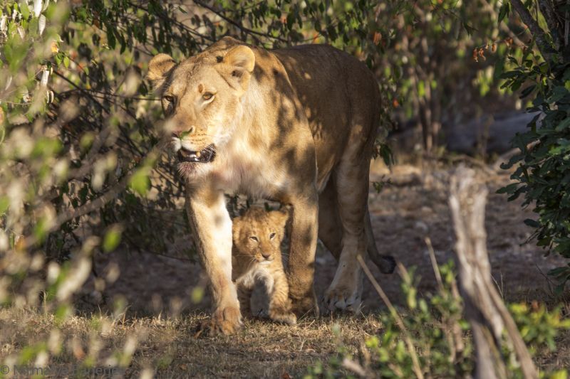 Lioness emerges from a bush along with her cub. You can track wildlife in Private Conservancies because you can go off road.