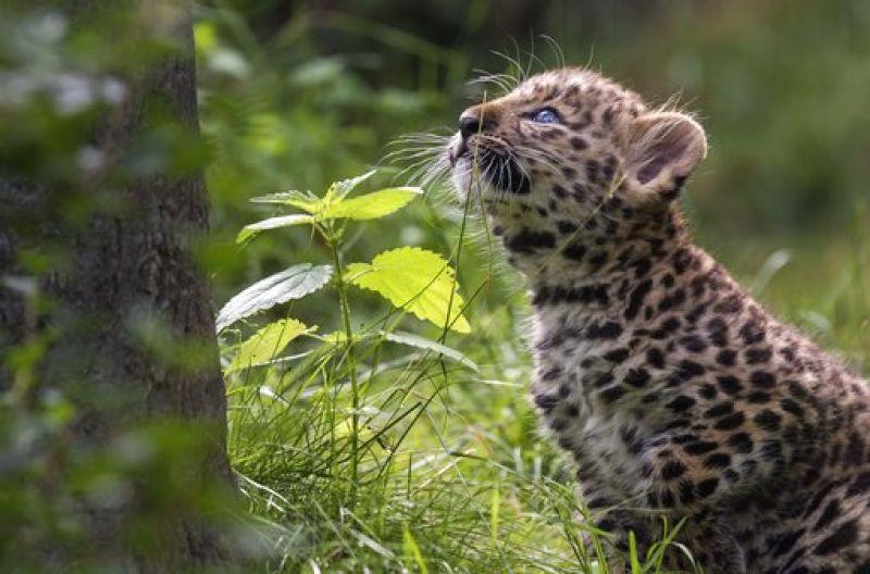 One of the male cubs looks up at something while exploring the enclosure. The leopards born on April 22, 2017, have no names yet. (AP Photo/Jens Meyer)