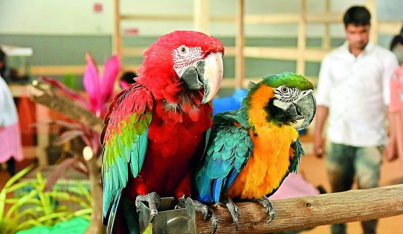 Parrots at the expo