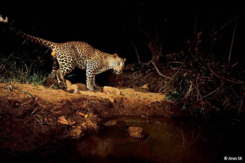 Leopards are the apex predators in this sanctuary. Summers in this region are very harsh; rains are scanty. This tiny waterhole in the heart of Gudekote sustains most of the animals through the dry season