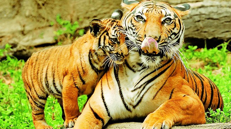 Tiger's tale turns tragic