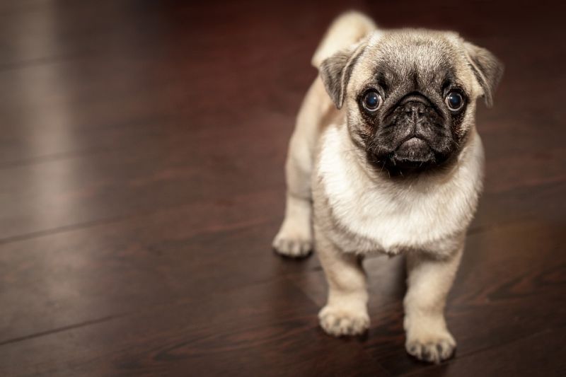 Pug puppy (Photo: Pixabay)