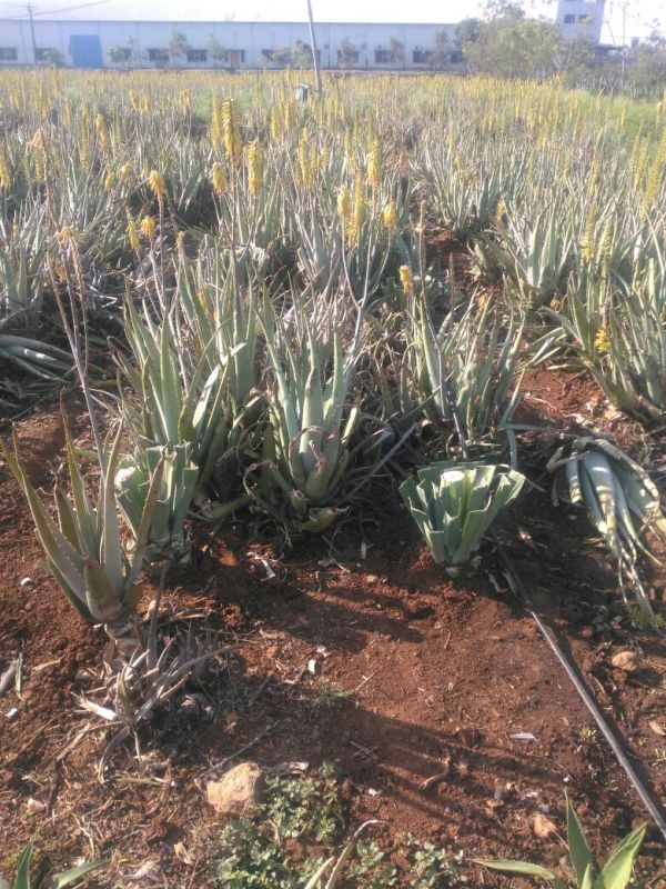 Aloe vera is grown over 70 acres at the farm near Shamshabad 