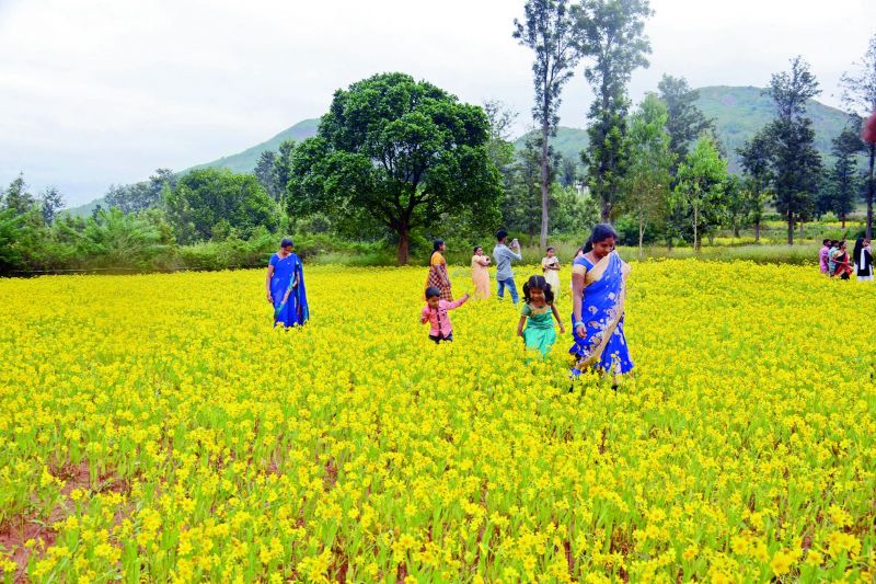 Tourists enjoy taking pictures in the blossoming yellow flowers at a farm near Araku Valley in Visakhapatnam Agency on Monday.(Photo: K. Muralikrishna