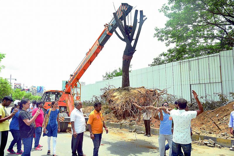 A file photograph of trees being translocated to Manikonda from Malaysian Township by a volunteer organisation at KPHB colony for the widening of the road to construct a flyover  (Photo: DC)