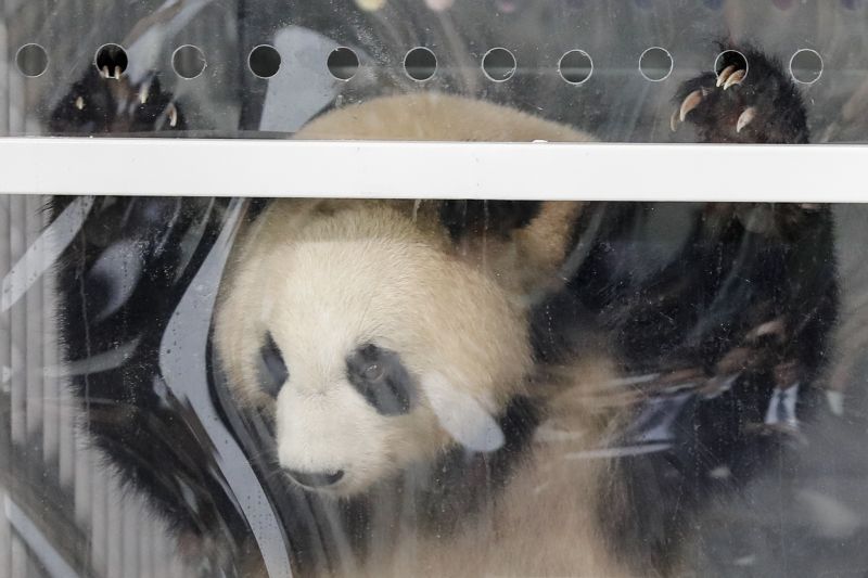 Giant panda Meng Meng looks out of its container during a presentation after the arrival from China at the airport Schoenefeld near Berlin, Saturday, June 24, 2017.  (AP Photo/Markus Schreiber)
