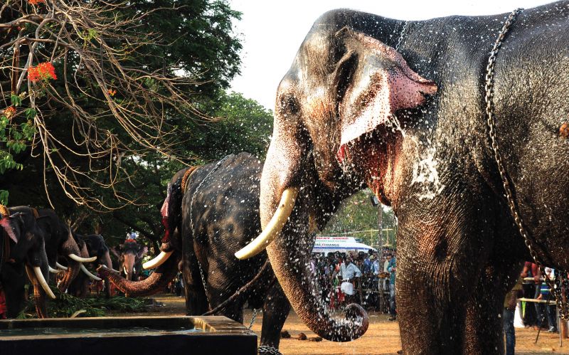 Elephants hold a special place in festivals, particularly in Thrissur Pooram, where more than a hundred captive elephants are paraded each year.
