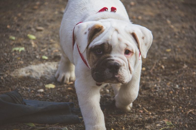 Bulldog (Photo: Pixabay)