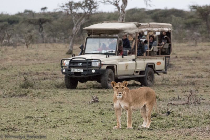 Private Conservancies allow vehicles to go off road to get close to the wildlife