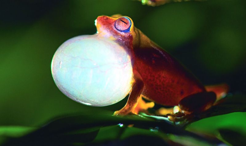 Raorchestes glandulosus, Western Ghat.