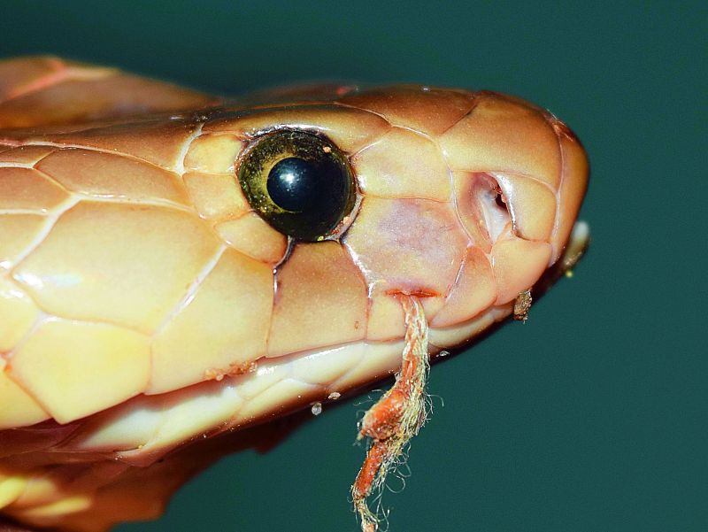 A cobra's mouth is punctured, before the process of it being stitched begins.
