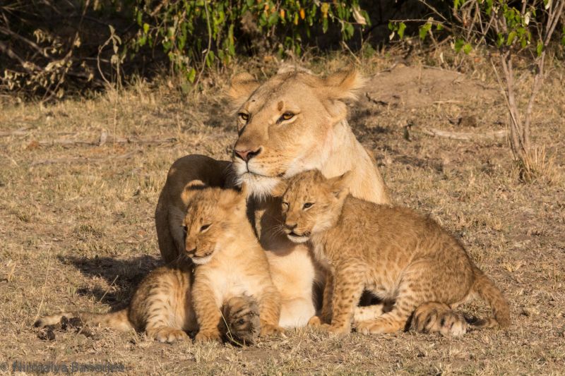 Sampu Enkare prride lioness with her two cubs. We were the only car within sight. In a national park there would have been many safari vehicles jockeying for position.