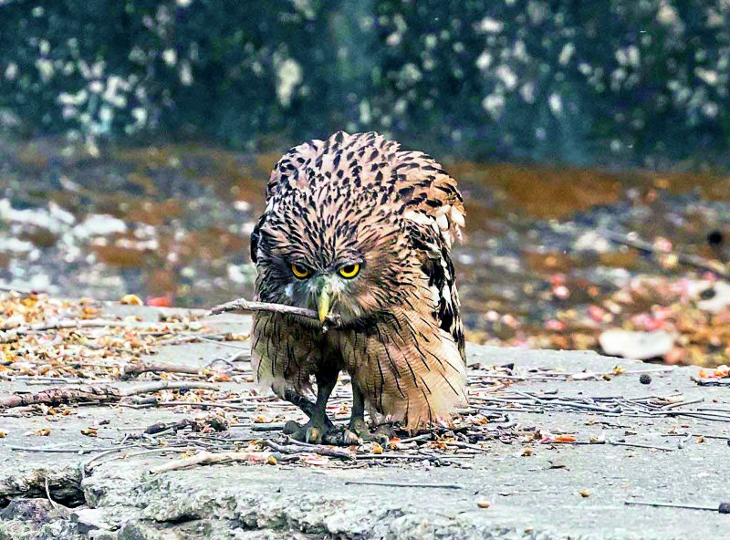 A brown fish owl on a prowl... Who's next?