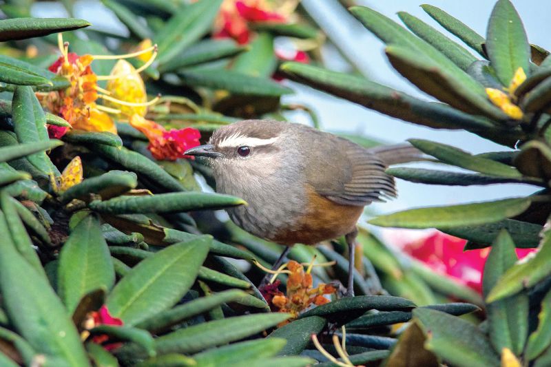 Laughingthrush