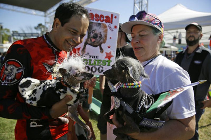 Rascal, left, a Chinese Crest, held by Dane Andrew of Sunnyvale, Calif., meets Chase, right, a Chinese Crested Harke, held by Storm Shayler, right, of Britain, before the start of the World's Ugliest Dog Contest at the Sonoma-Marin Fair Friday, June 23, 2017, in Petaluma, Calif. (AP Photo/Eric Risberg)