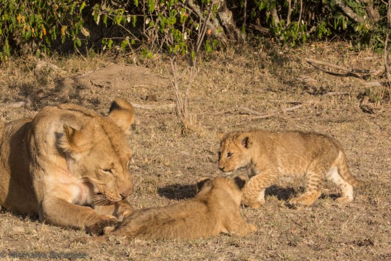 The second cub comes out to join her mother and brother.