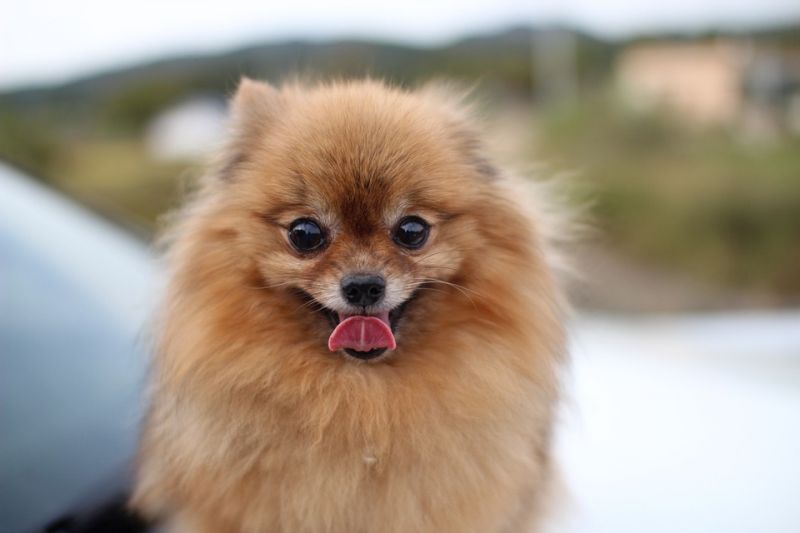 Pomeranian (Photo: Pixabay)