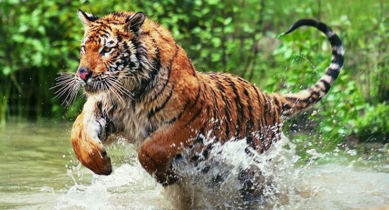 Bengal tigers could vanish from the Sundarbans, one of their final  strongholds