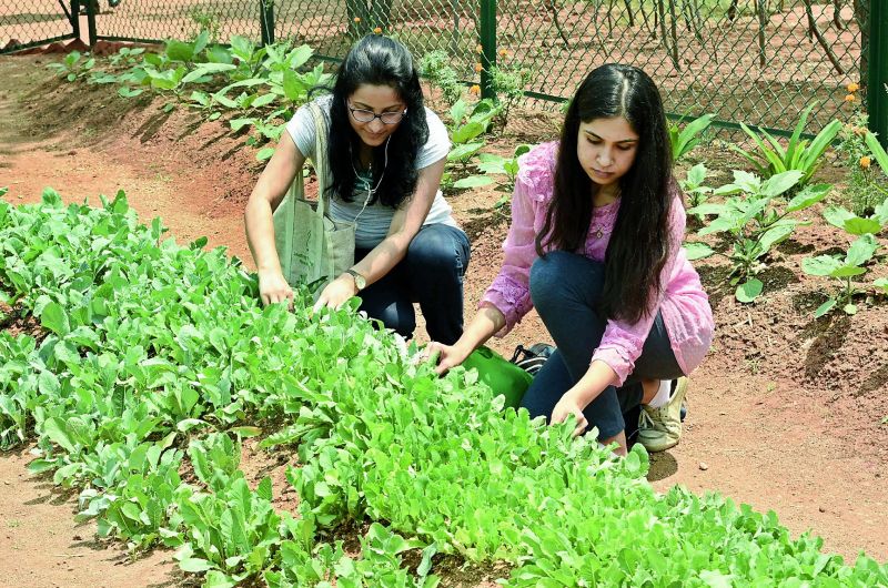 fun in farming: Students indulge in organic farming.