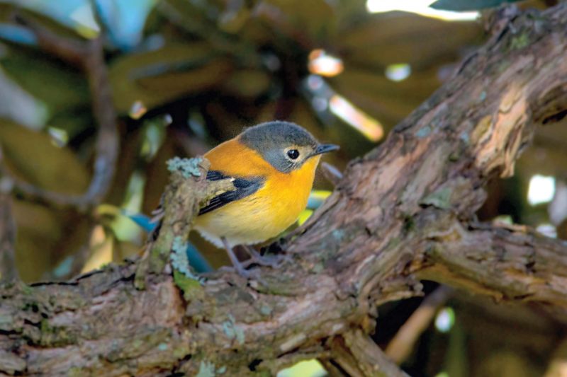 Black-and-orange flycatcher