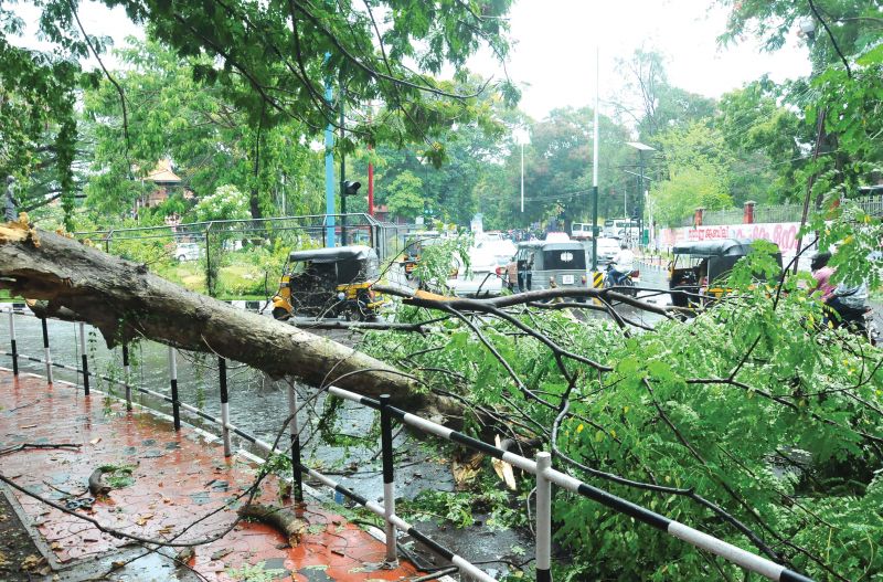 A tree broken by the wind rests on handrail near the Museum junction on Tuesday. (Photo: Peethambaran Payyeri)