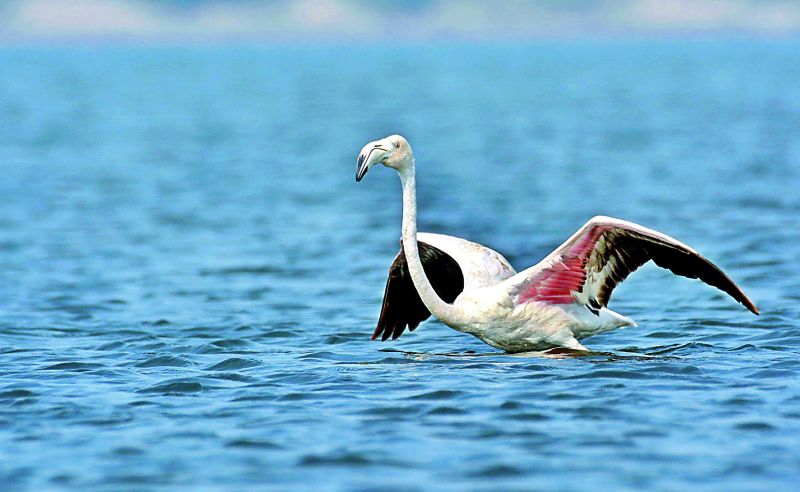 Greater flamingo; photographed by  R.K. Balaji.