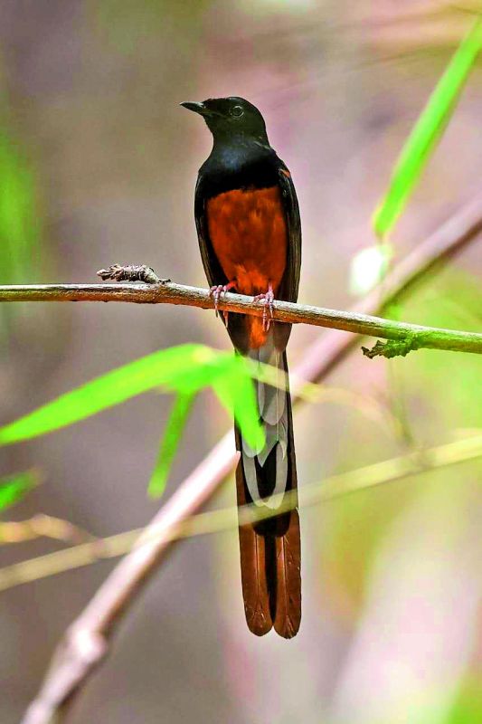 White-rumped Shama