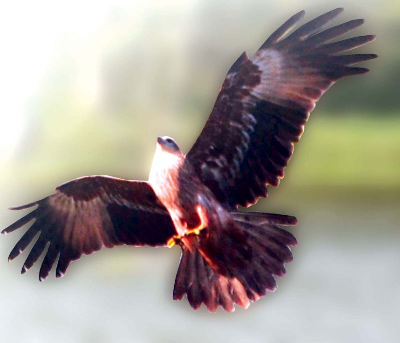 Kaikondrahalli Lake -Marsh Harrier