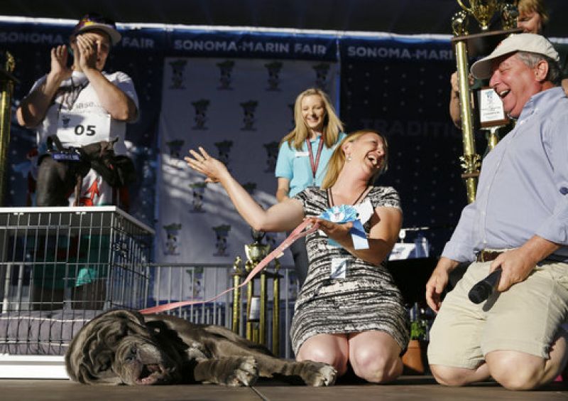 Shirley Zindler, of Sebastopol, Calif., reacts after her dog Martha, a Neapolitan mastiff, won the World's Ugliest Dog Contest at the Sonoma-Marin Fair on Friday, June 23, 2017, in Petaluma, Calif. At right is judge Kerry Sanders. (AP Photo/Eric Risberg)
