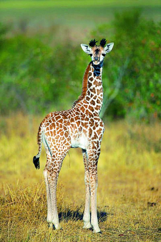 A young giraffe