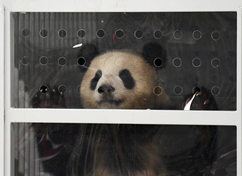 Giant panda Meng Meng looks out of its container after the arrival from China at the airport Schoenefeld near Berlin, Saturday, June 24, 2017. (Ralf Hirschberger/dpa via AP)