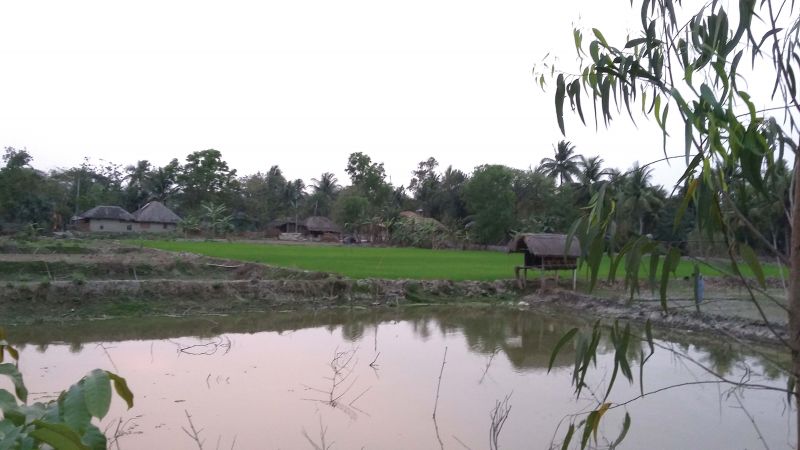 Farming village in the Sunderbans