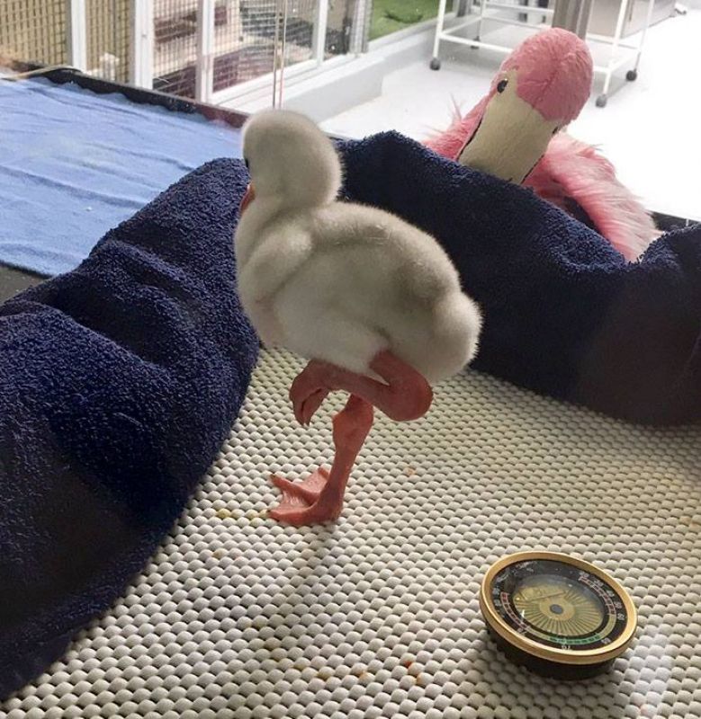 Baby flamingo standing on one leg goes viral online (Photo: Facebook)