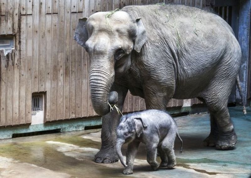 Newborn elephant Filimon and his mother Pipita walk in the pavilion at the Moscow zoo in Moscow, Russia, on Tuesday, June, 20, 2017. Filimon, a baby elephant recently born at the Moscow zoo, has been presented to the public for the first time. (AP Photo/Alexander Zemlianichenk