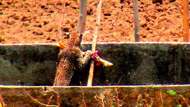 The leopard was seen slowly making way for the ladder and started climbing.