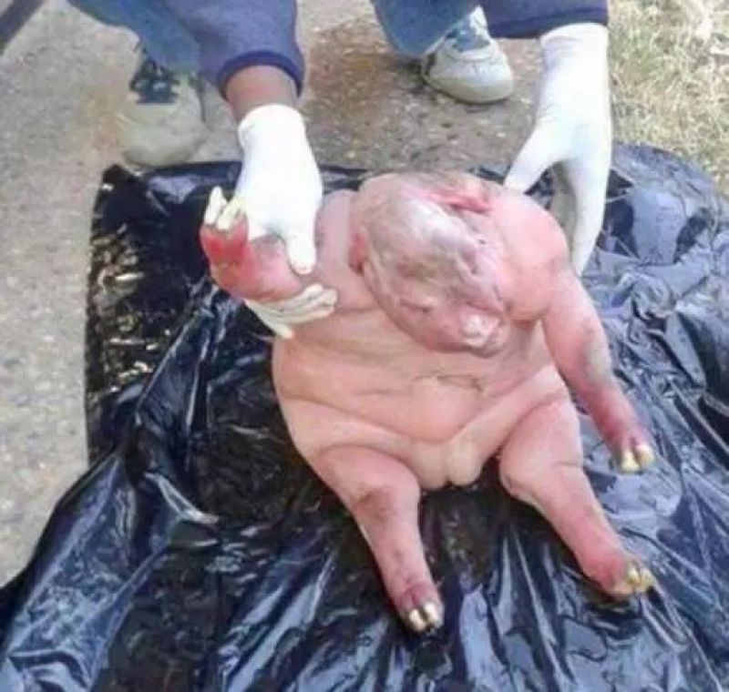 Deformed lamb is being hailed as devil sent by South African villagers