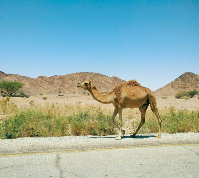 Wild camel in Dana