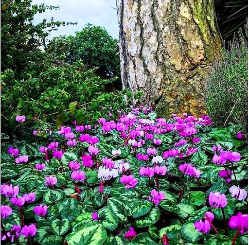 Cyclamen hederifolium also known as Cyclamen. (Photo: https://www.instagram.com/p/BXnFhjpgwzZ/)