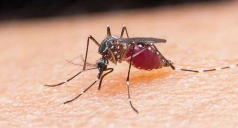 Silly bite of the mosquito has upset our prestigious history of pioneering one of the best public health systems in the third world.