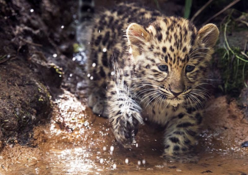 One of the male Amur leopard cubs enjoys its time in the water. Picture taken through glass pane. (AP Photo/Jens Meyer)