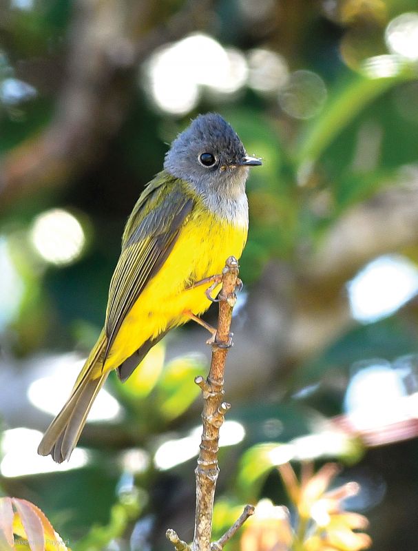 Grey-headed Canary-flycatcher